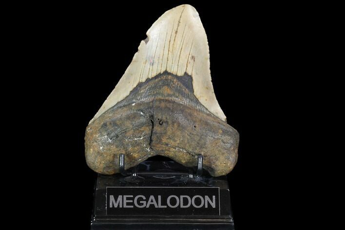 Bargain, Megalodon Tooth - North Carolina #101319